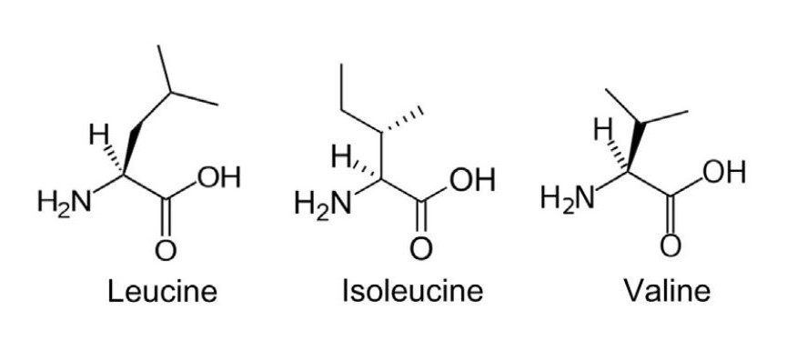 Chemical structures of leucine, isoleucine, and valine (BCAAs)