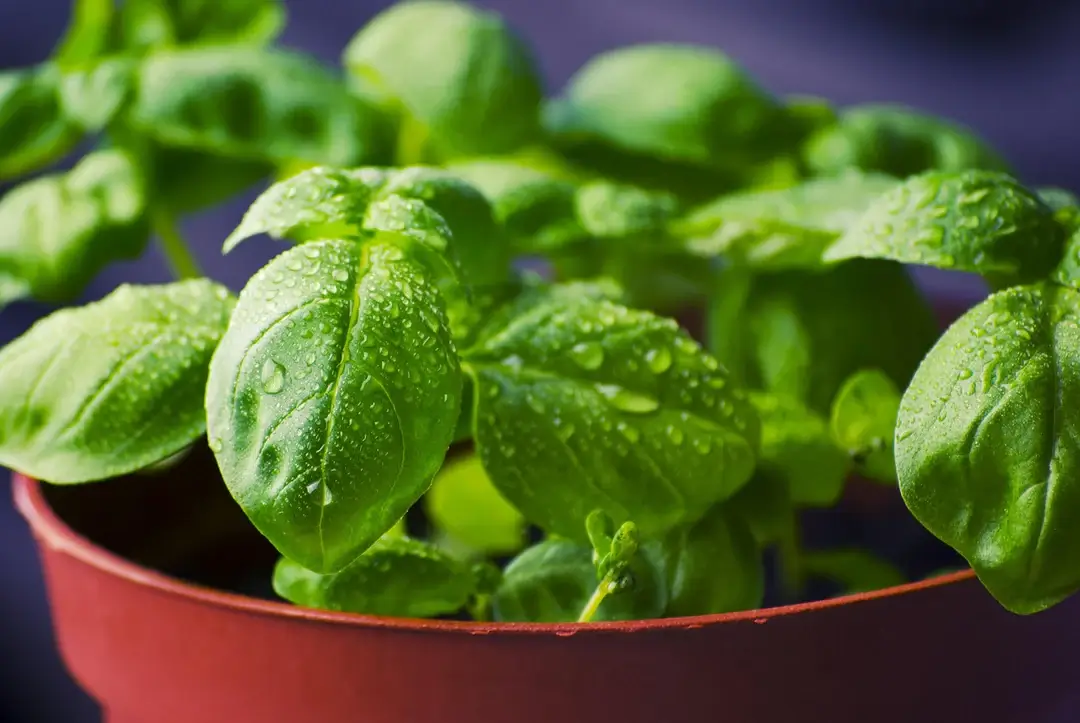 Holy Basil (Tulsi) botanical ingredient