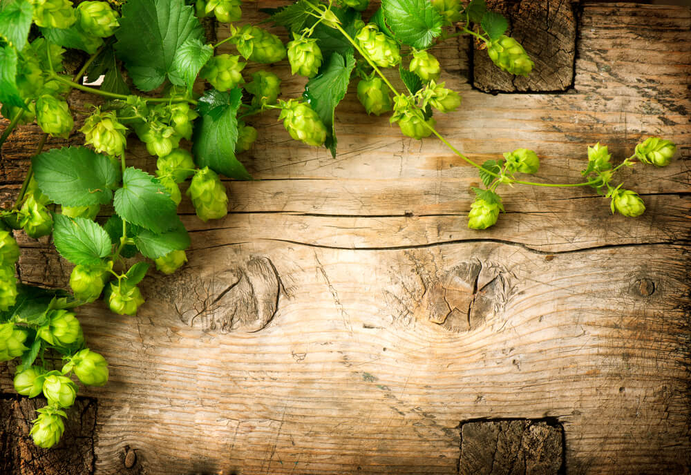 Hops (Humulus lupulus) botanical ingredient