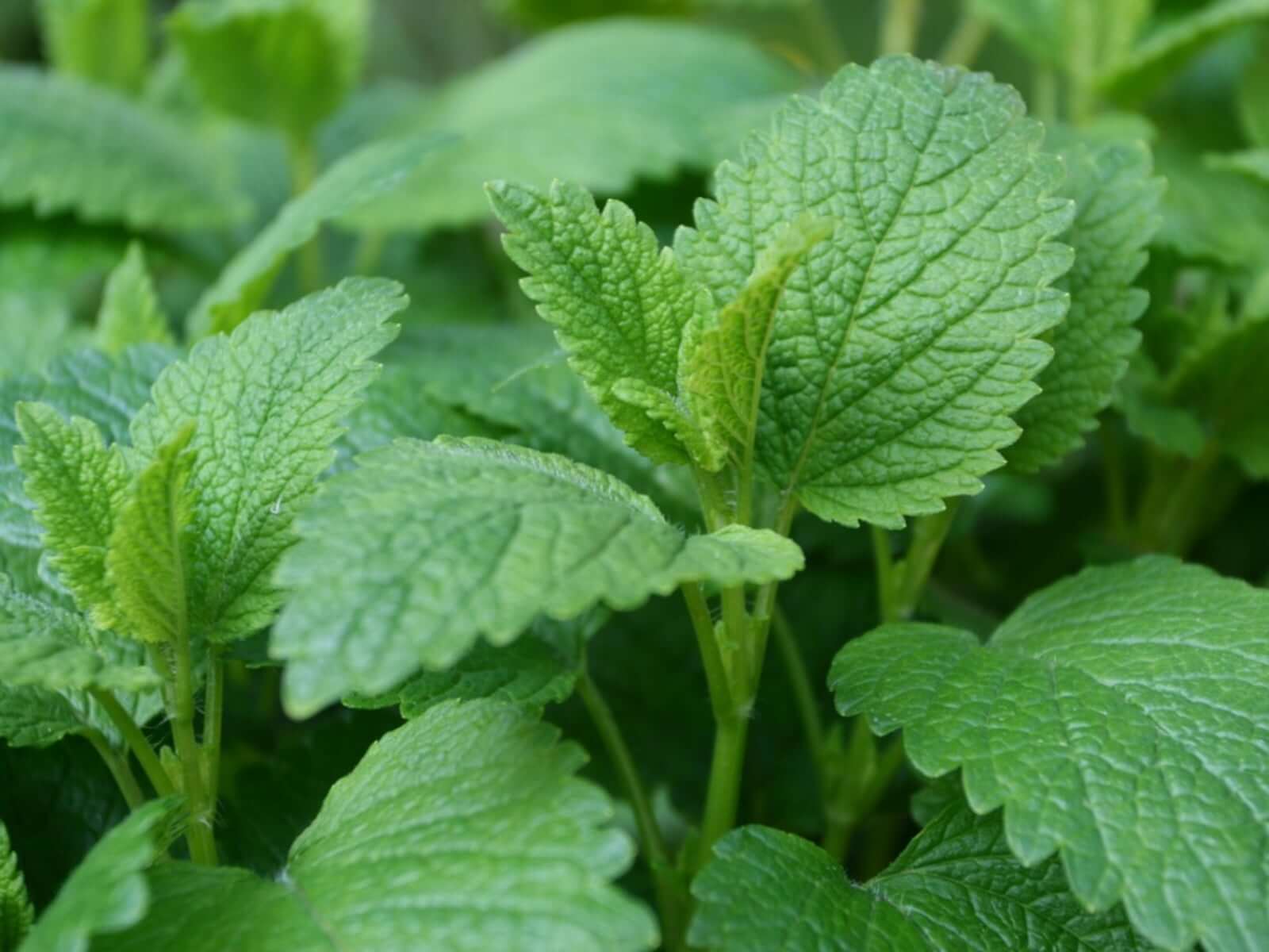 Lemon Balm (Melissa officinalis) botanical ingredient