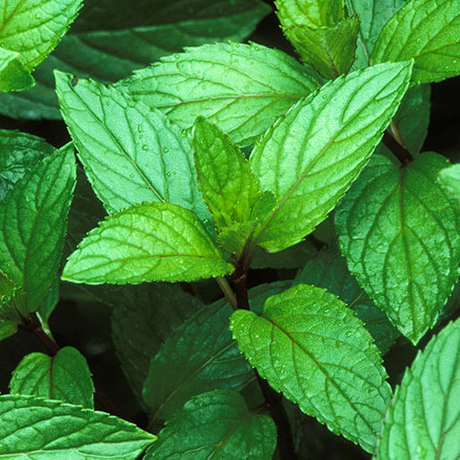 Peppermint leaves