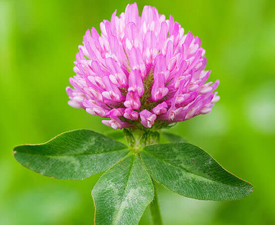Red Clover (Trifolium pratense) flowering plant