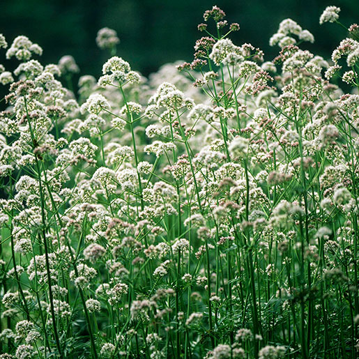 Valerian Root botanical ingredient